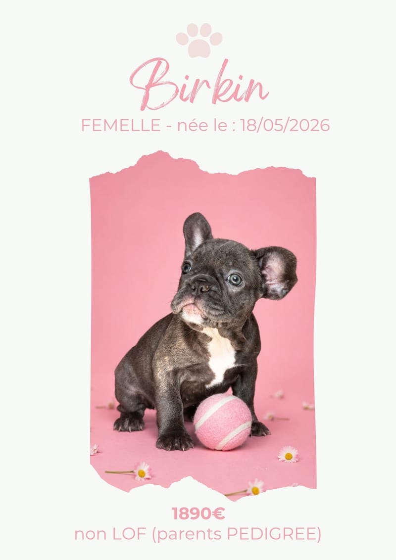 LE BOULEDOGUE FRANCAIS