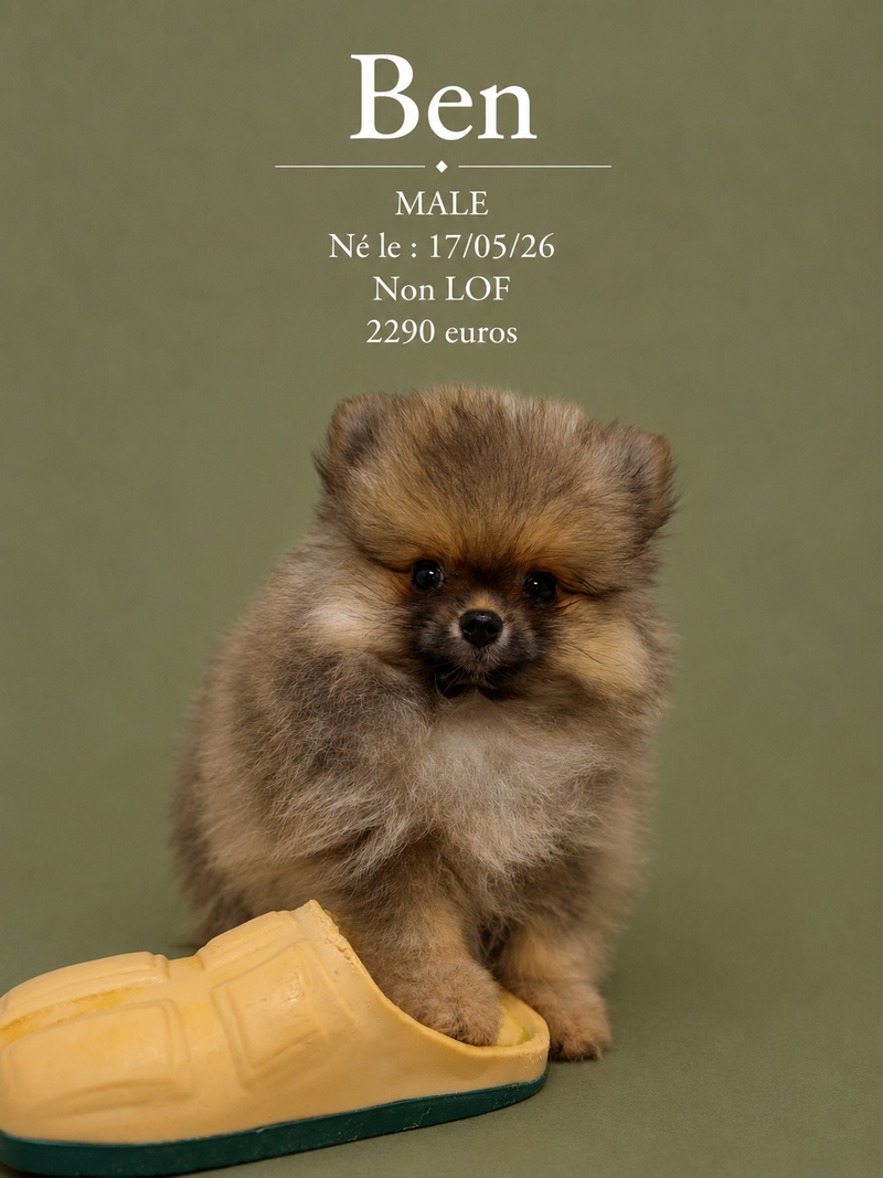 Nos Spitz