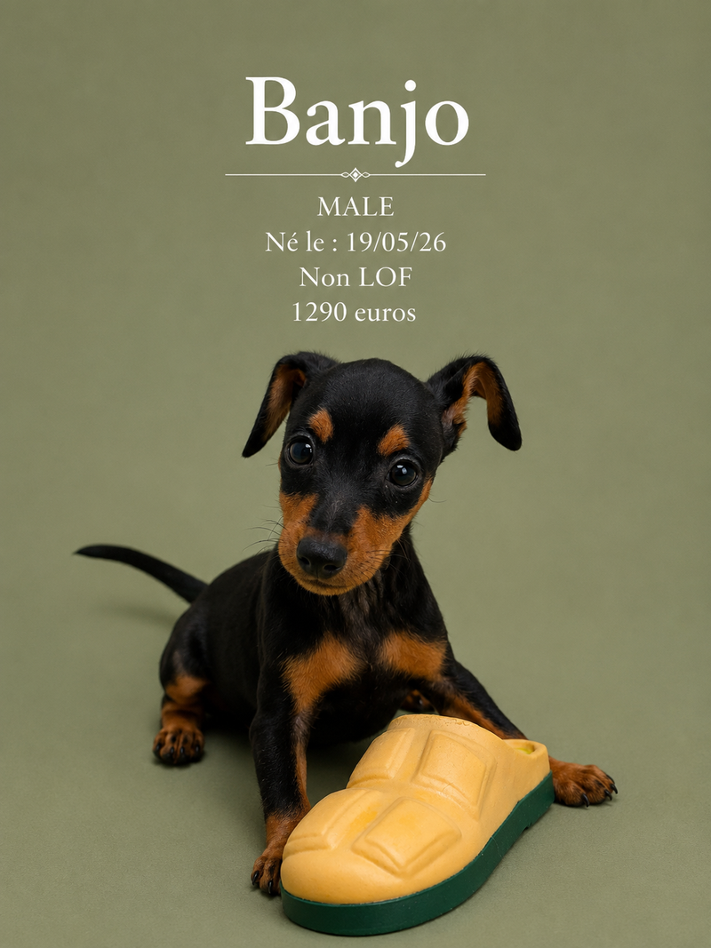 Nos Pinscher Nain