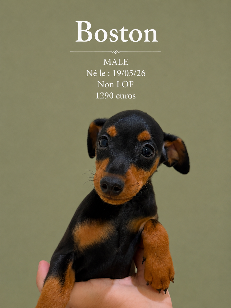 Nos Pinscher Nain