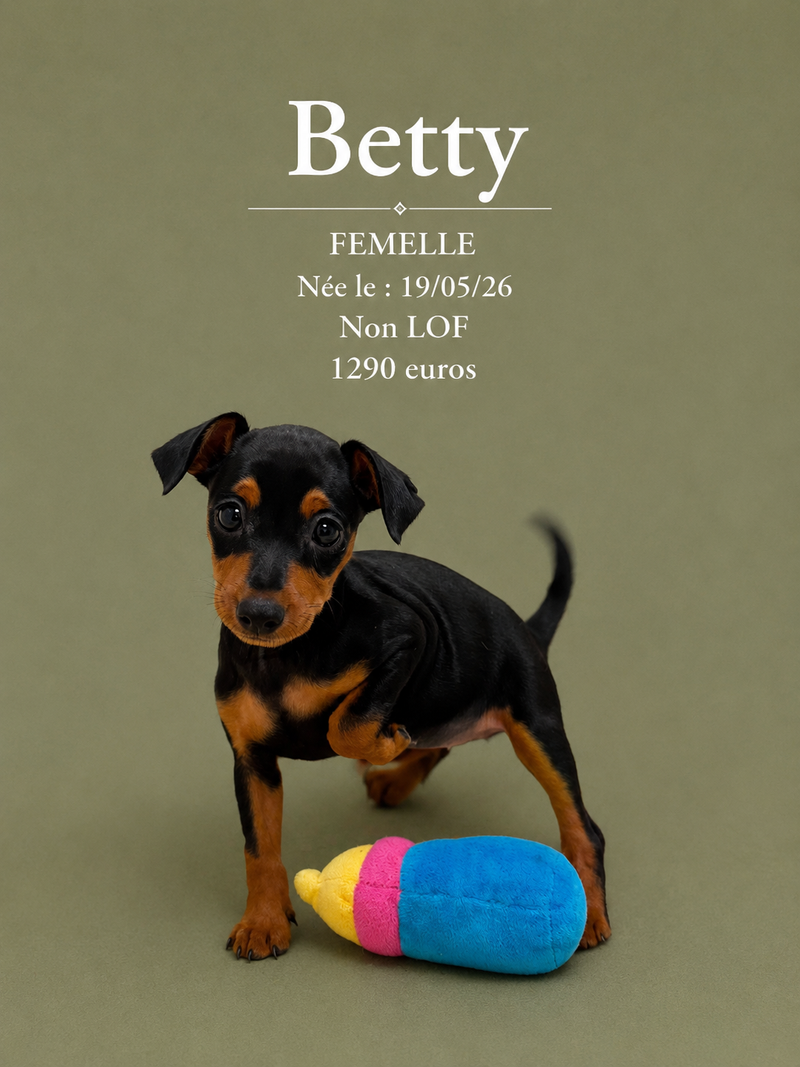 Nos Pinscher Nain