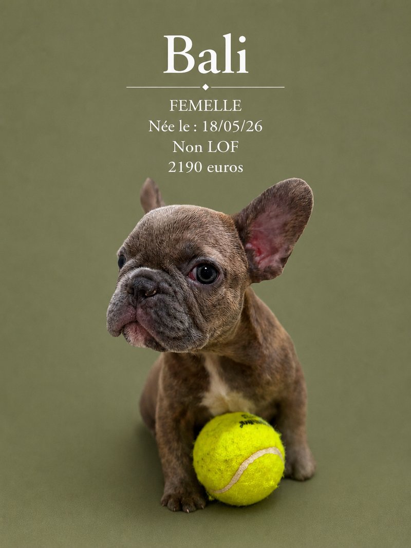 Nos Bouledogue Français