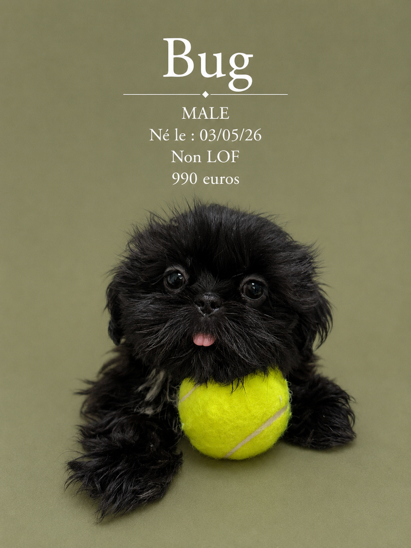 Nos ShihTzu