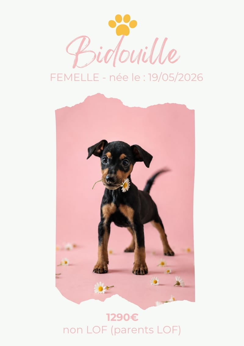 LE PINSCHER NAIN