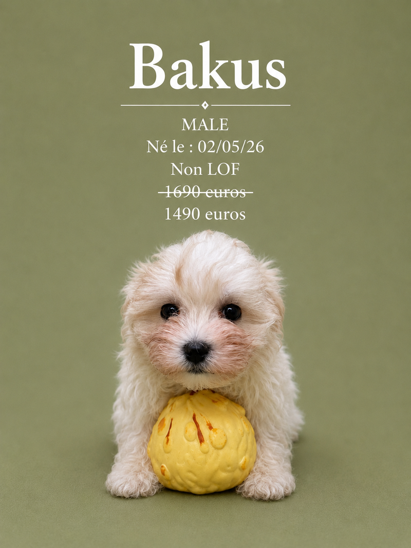 Nos Bichon Maltais