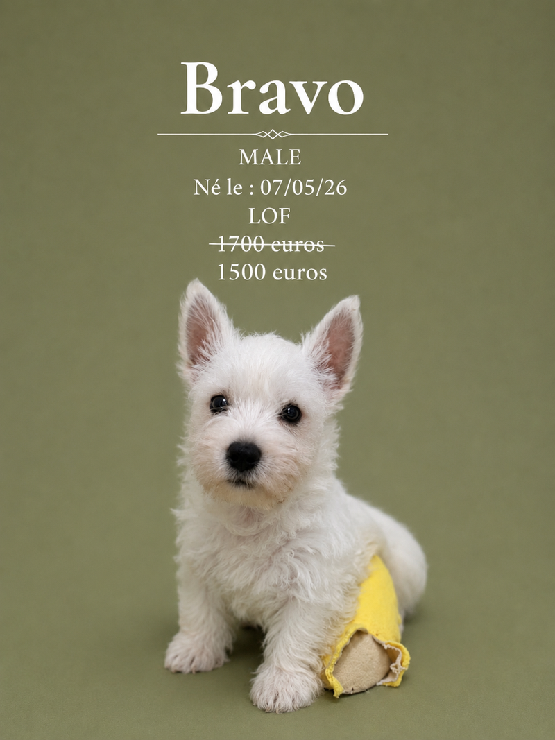 Nos Westie