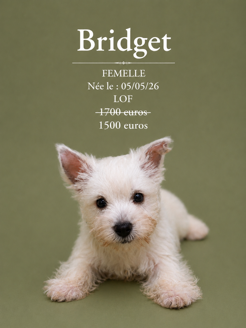 Nos Westie