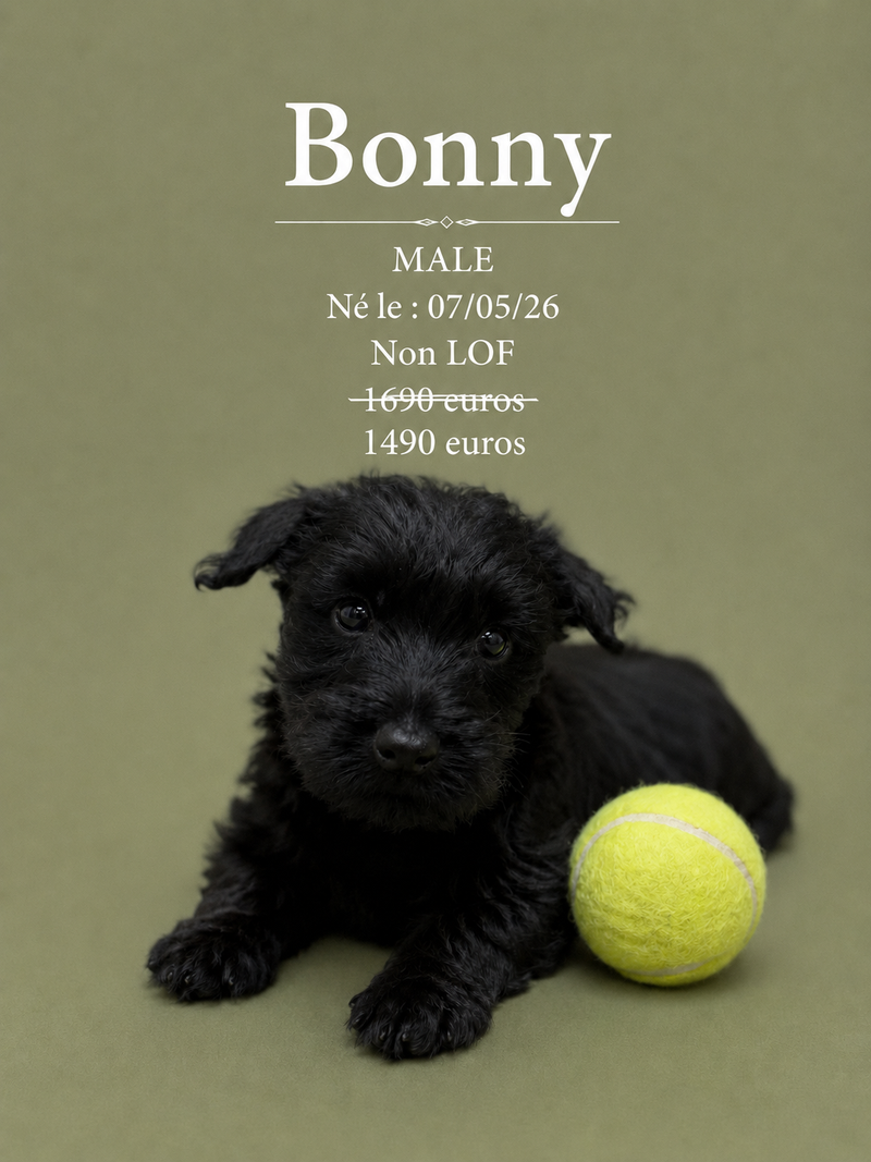 Nos Scottish-Terrier