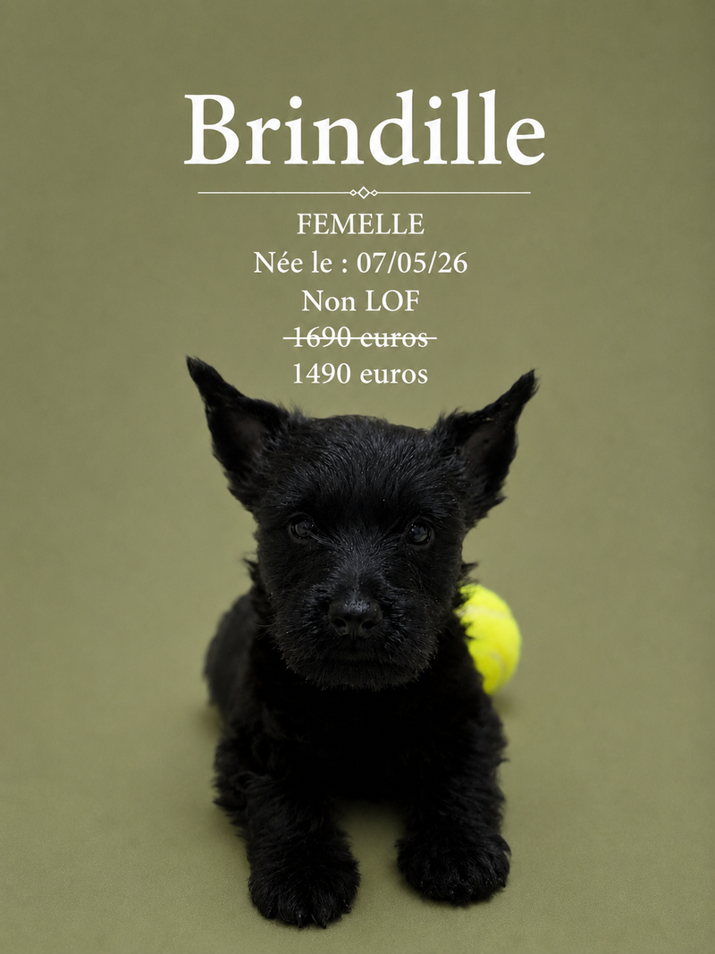 Nos Scottish-Terrier