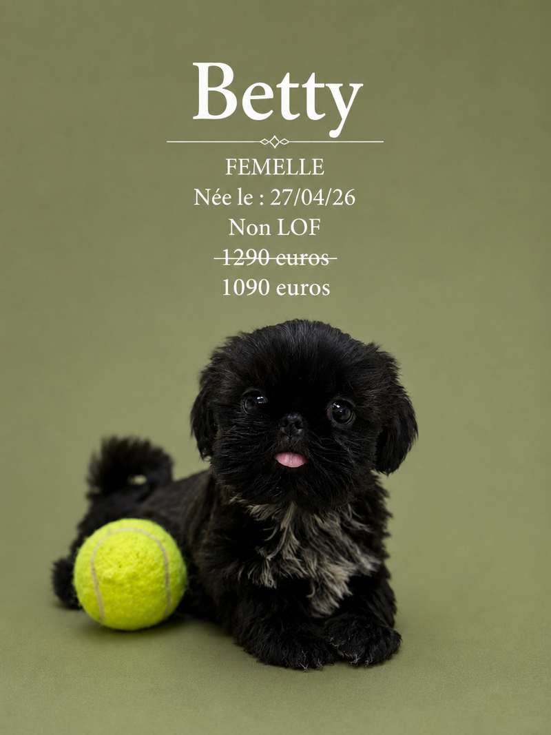 Nos ShihTzu