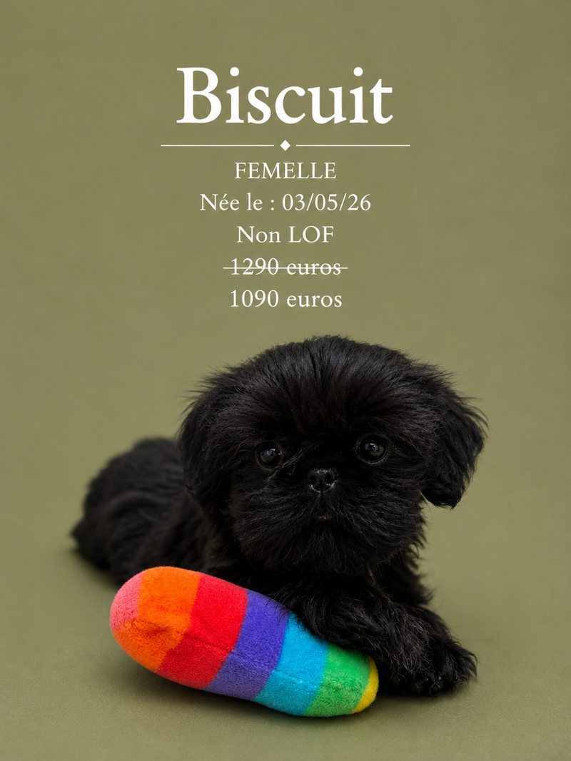 Nos ShihTzu