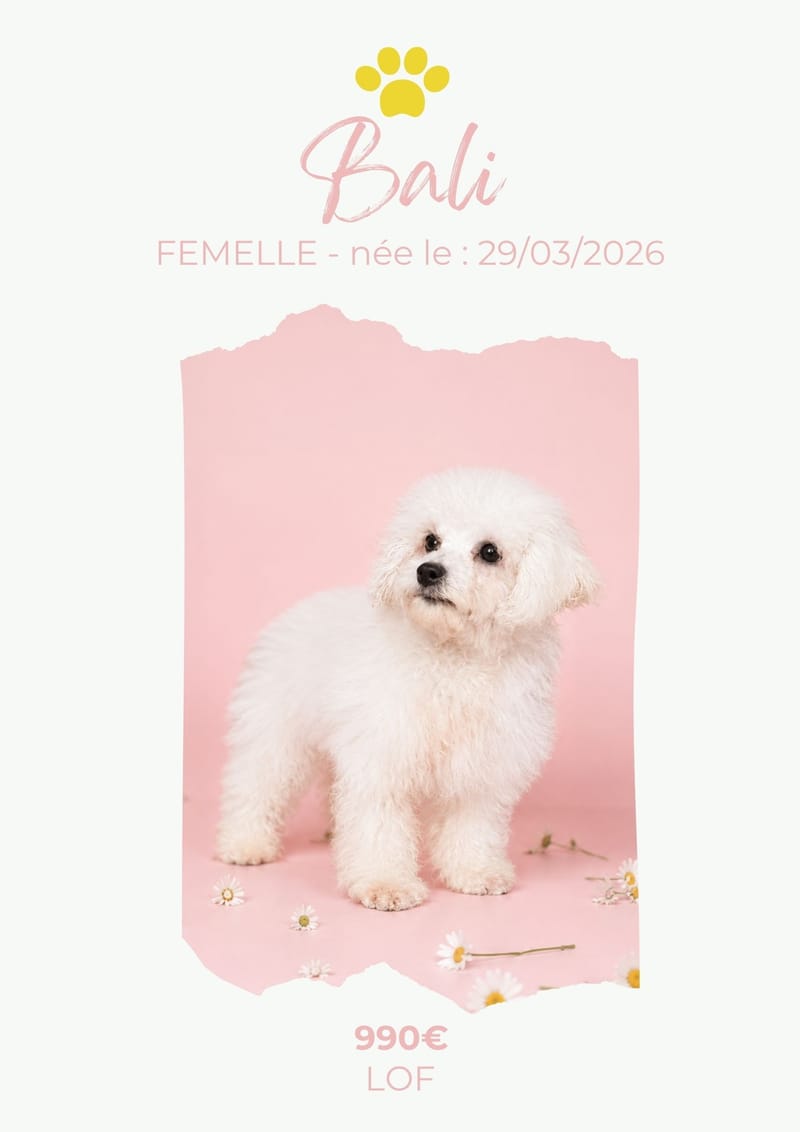 LE BICHON FRISE