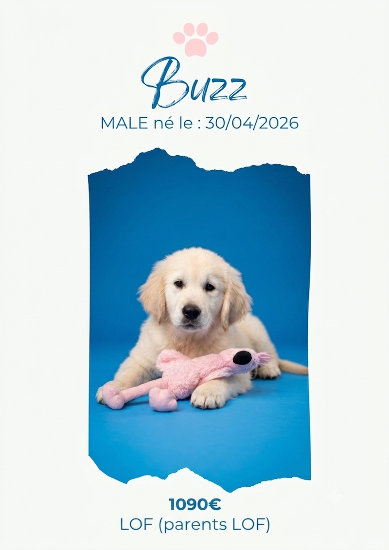 LE GOLDEN RETRIEVER
