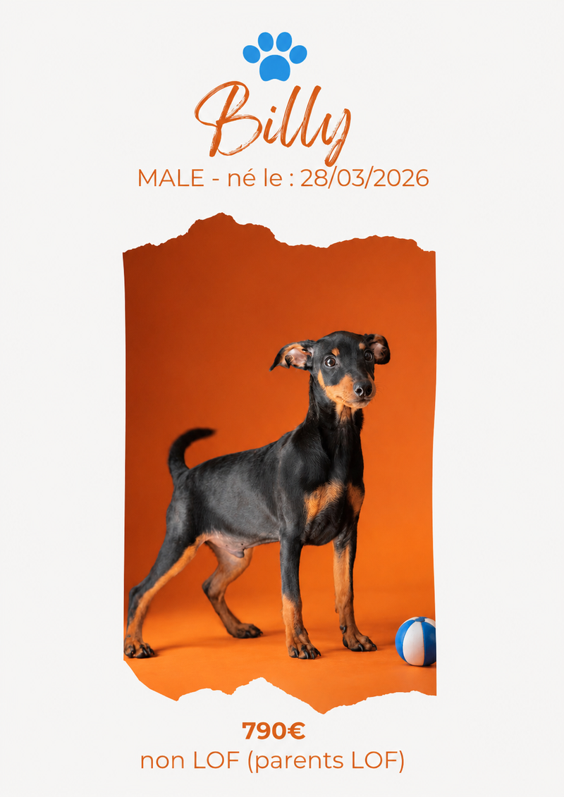 LE PINSCHER NAIN