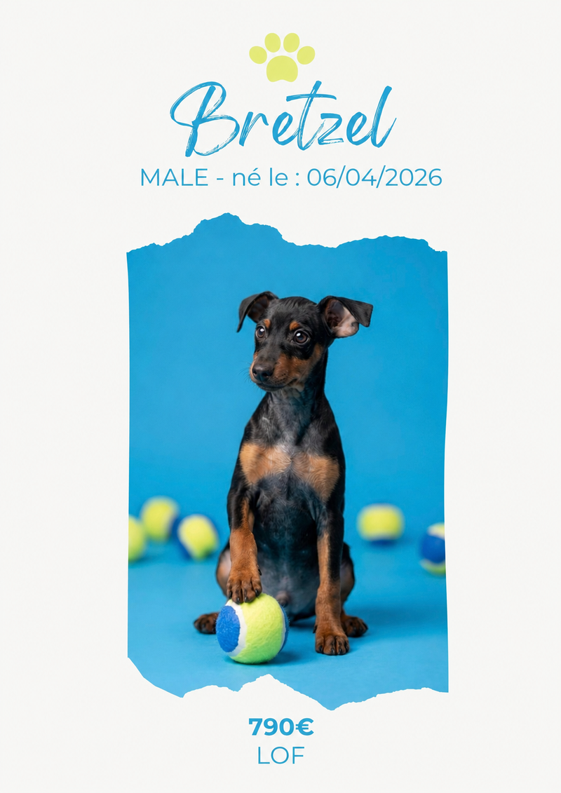 LE PINSCHER NAIN