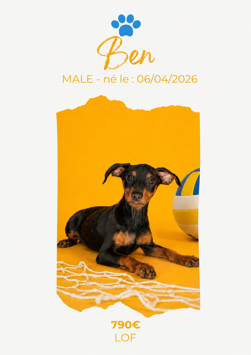 LE PINSCHER NAIN