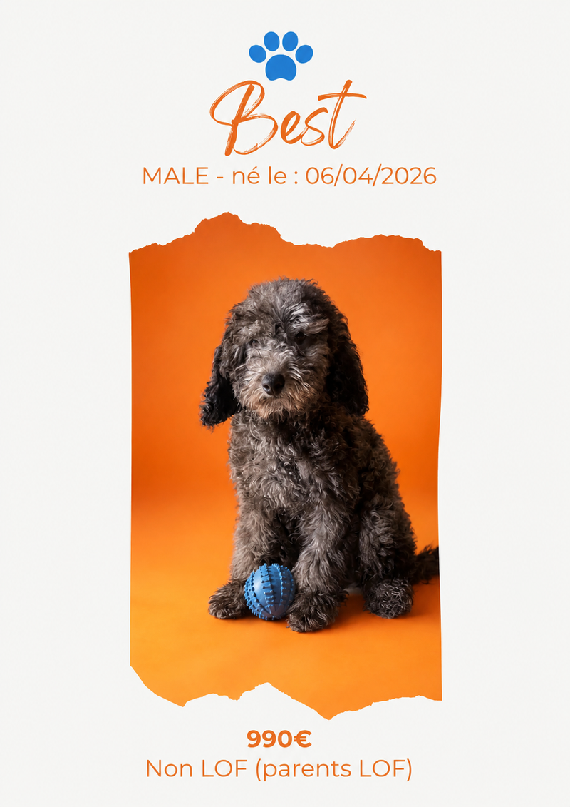 LE CANICHE NAIN