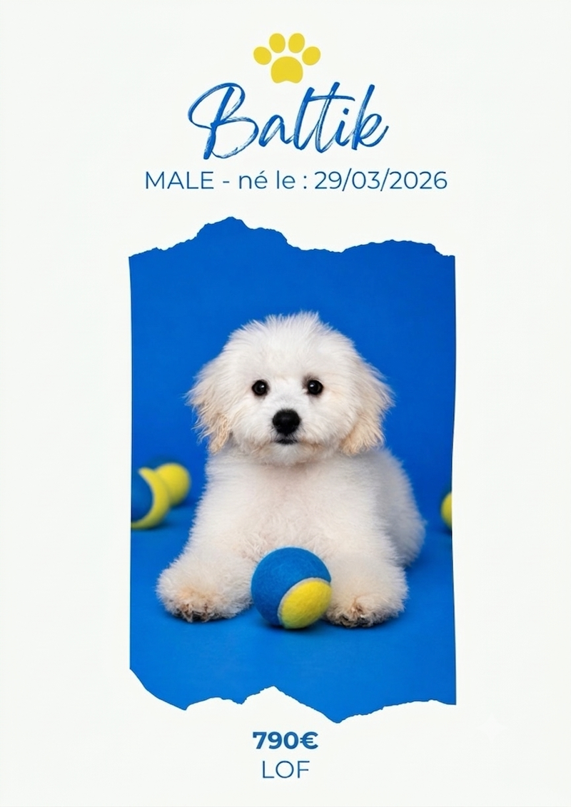 LE BICHON FRISE