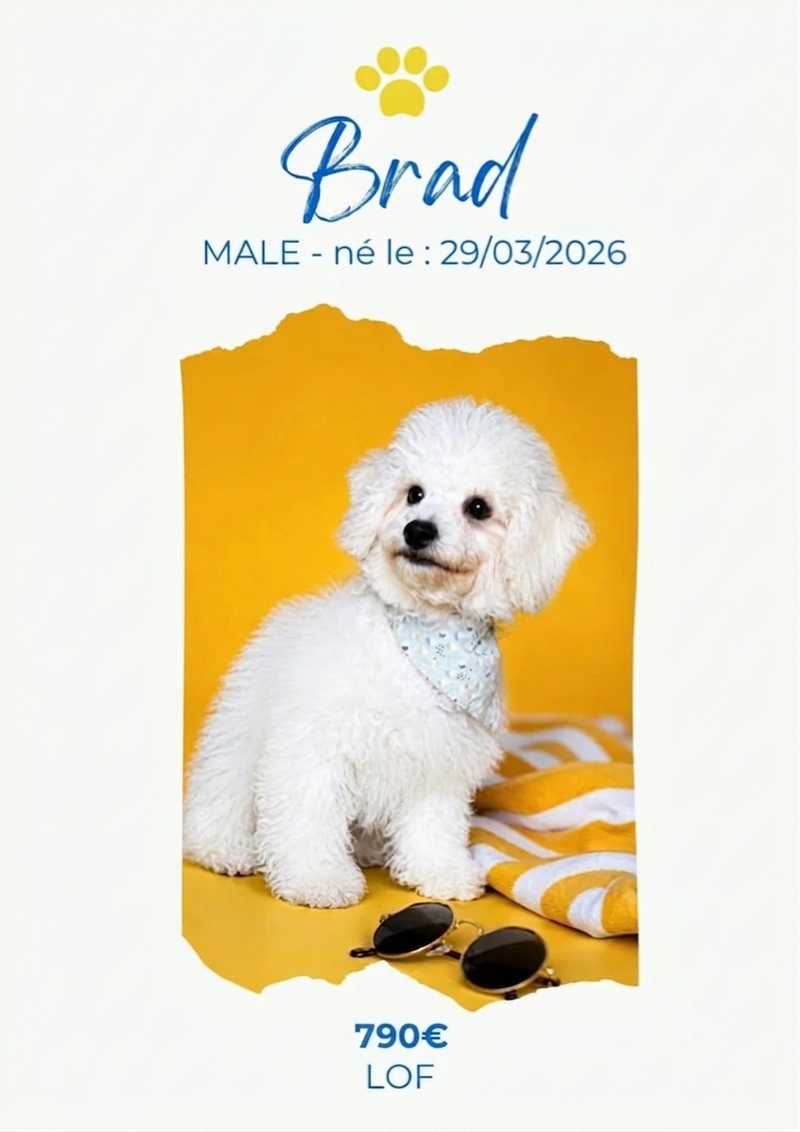 LE BICHON FRISE