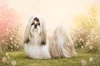 LE SHIH TZU 