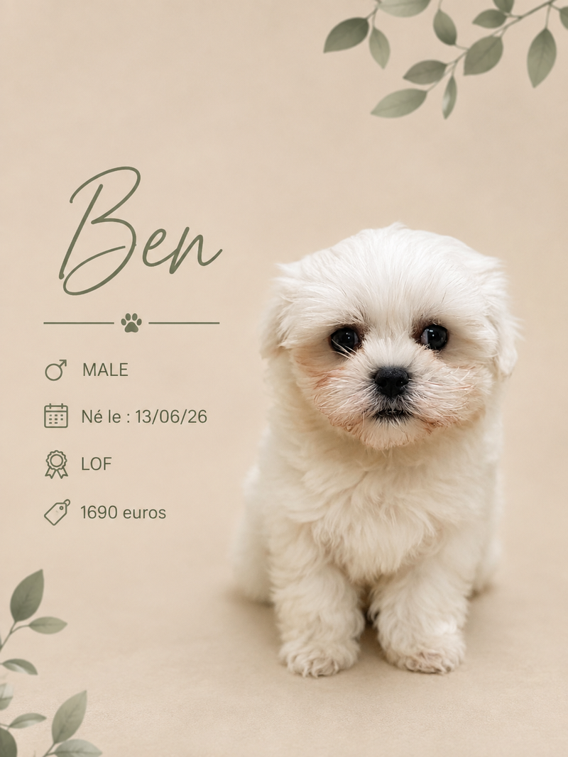 Nos Bichon Maltais
