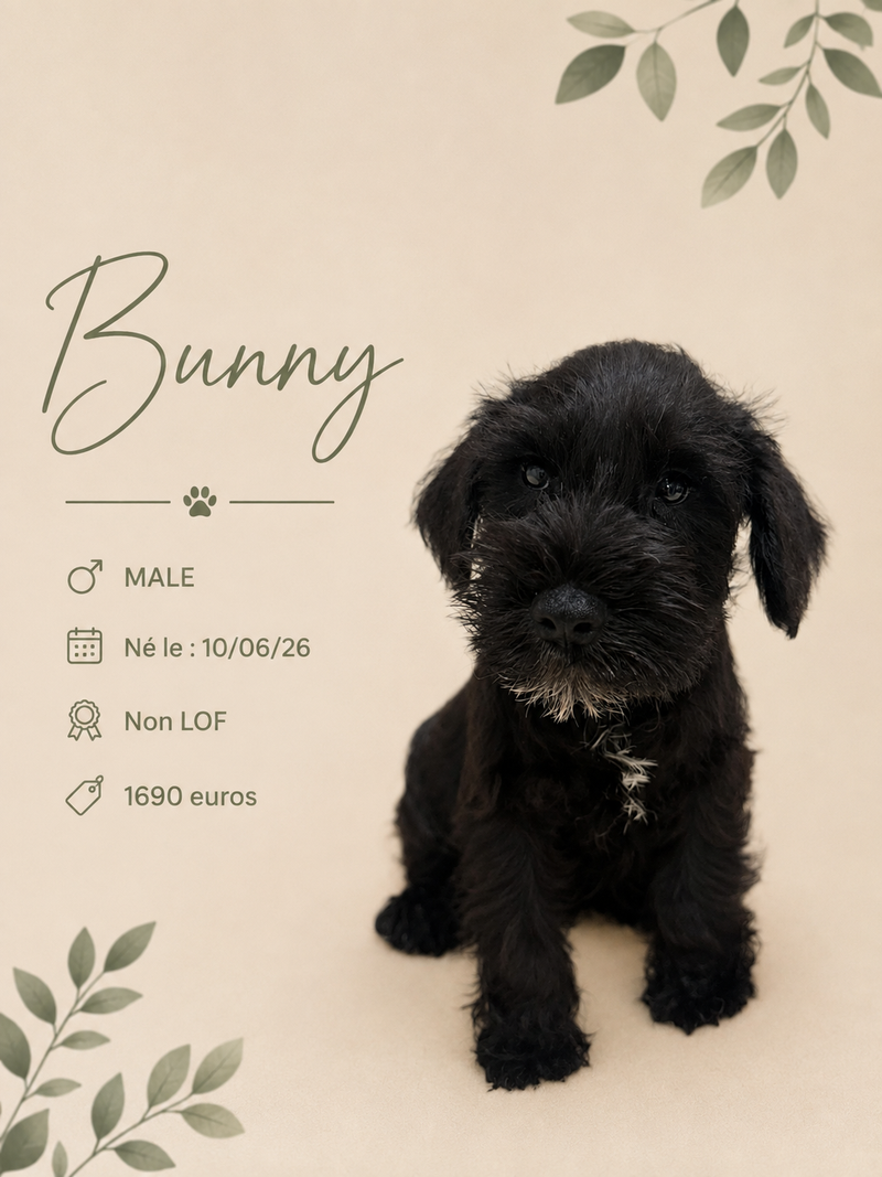 Nos Schnauzer Nain