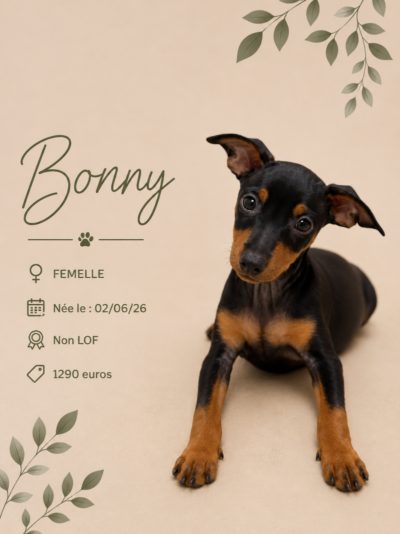 Nos Pinscher Nain