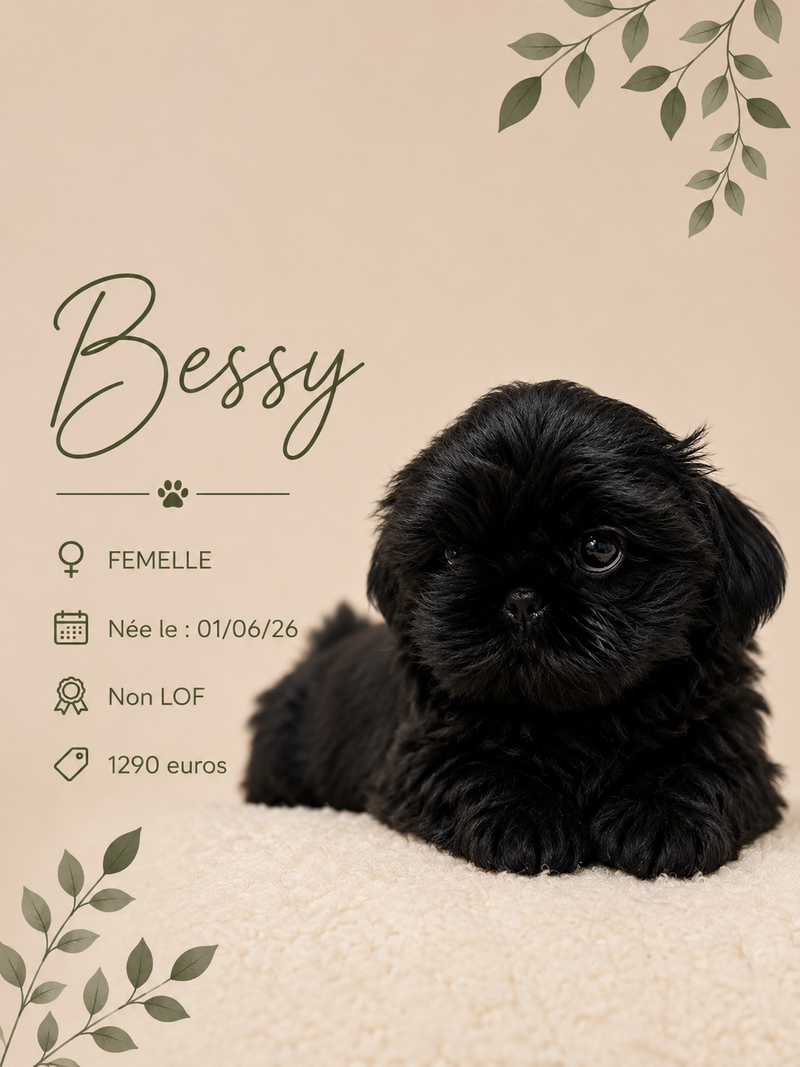 Nos ShihTzu