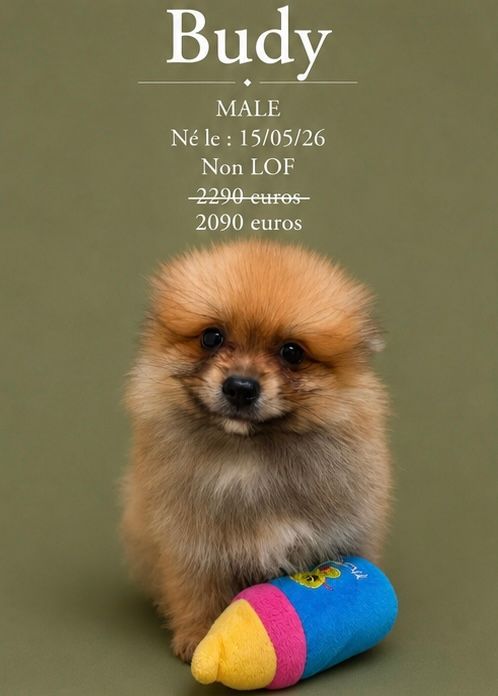 Nos Spitz