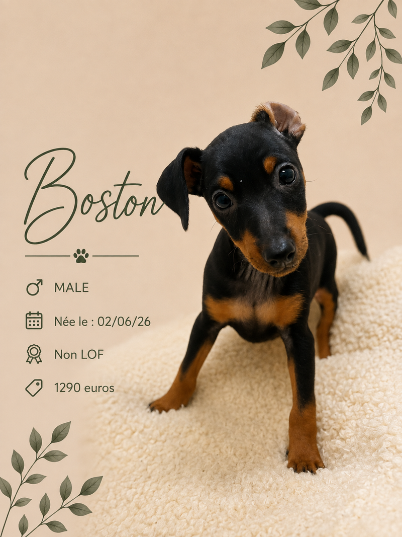 Nos Pinscher Nain