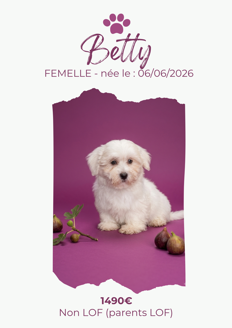 LE COTON DE TULEAR