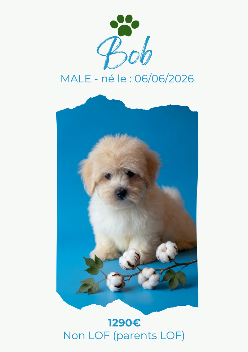 LE COTON DE TULEAR