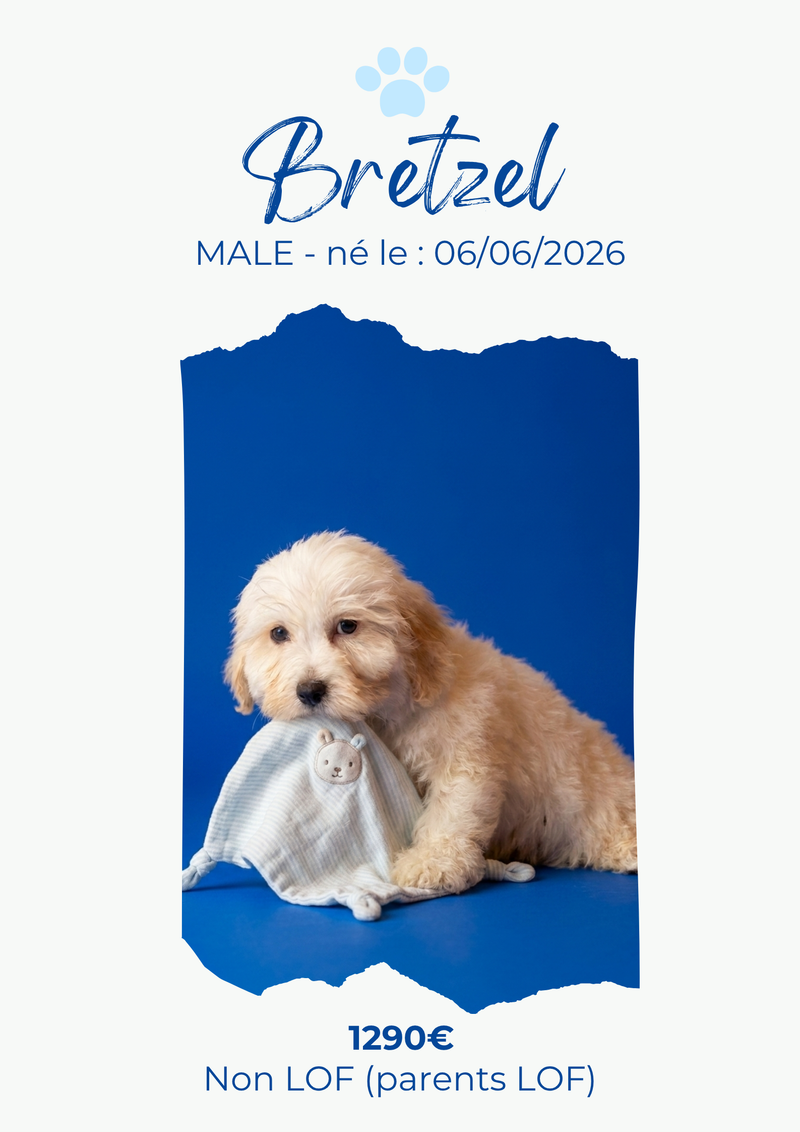 LE COTON DE TULEAR