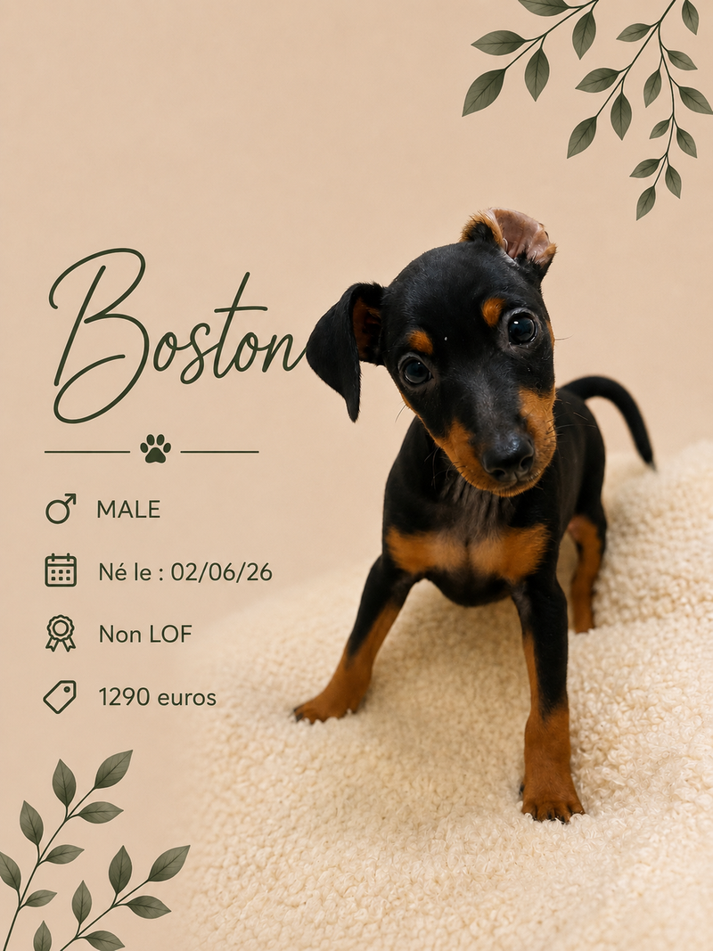 Nos Pinscher Nain
