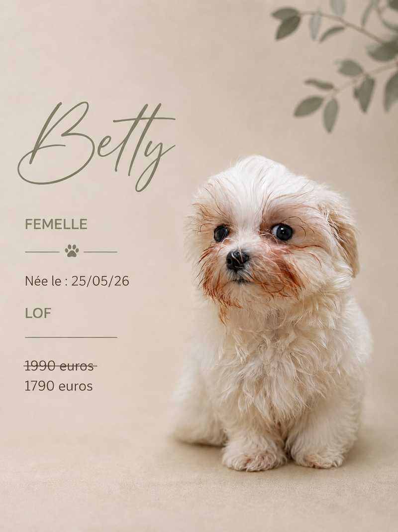 Nos Bichon Maltais