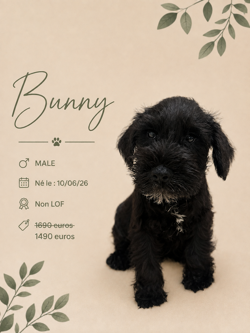 Nos Schnauzer Nain