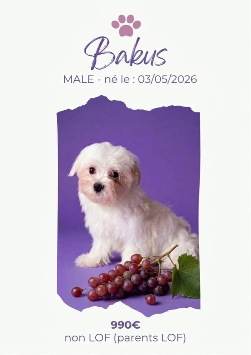 LE BICHON MALTAIS