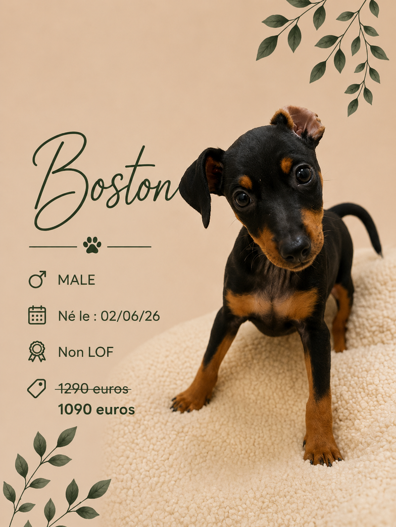 Nos Pinscher Nain