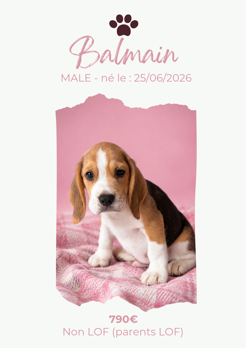 LE BEAGLE