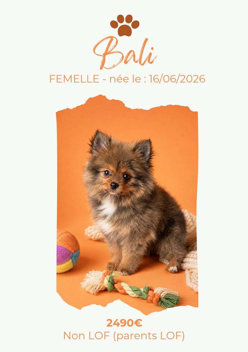 LE SPITZ NAIN et PETIT