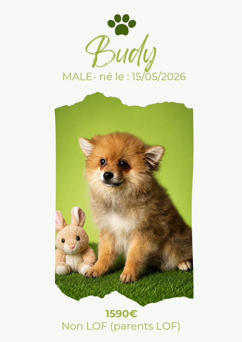 LE SPITZ NAIN et PETIT