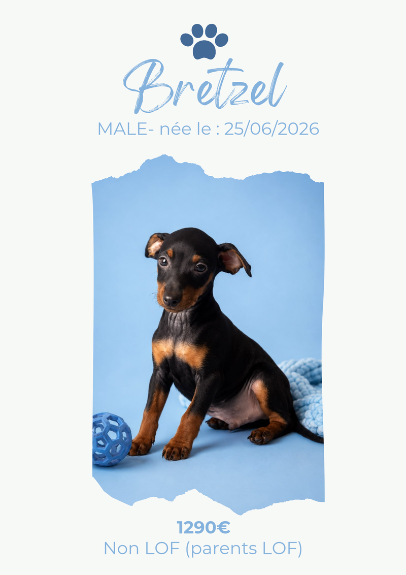 LE PINSCHER NAIN