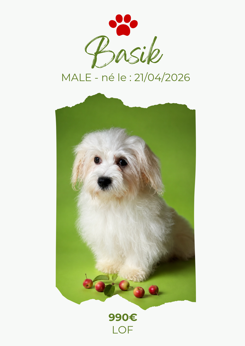 LE BICHON MALTAIS