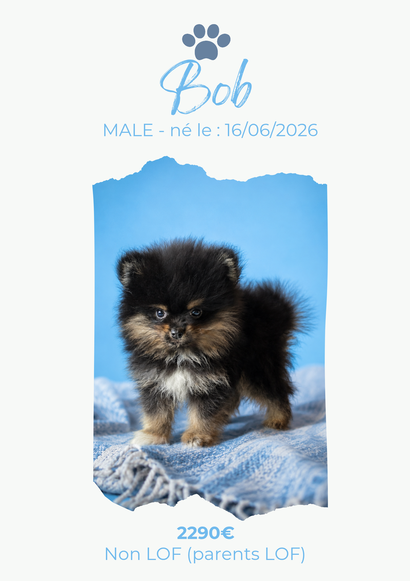 LE SPITZ NAIN et PETIT
