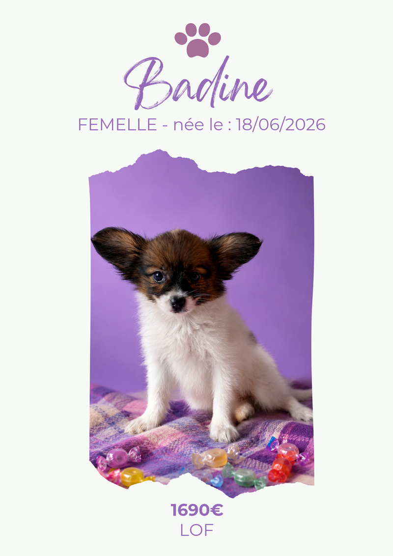 L'EPAGNEUL PAPILLON