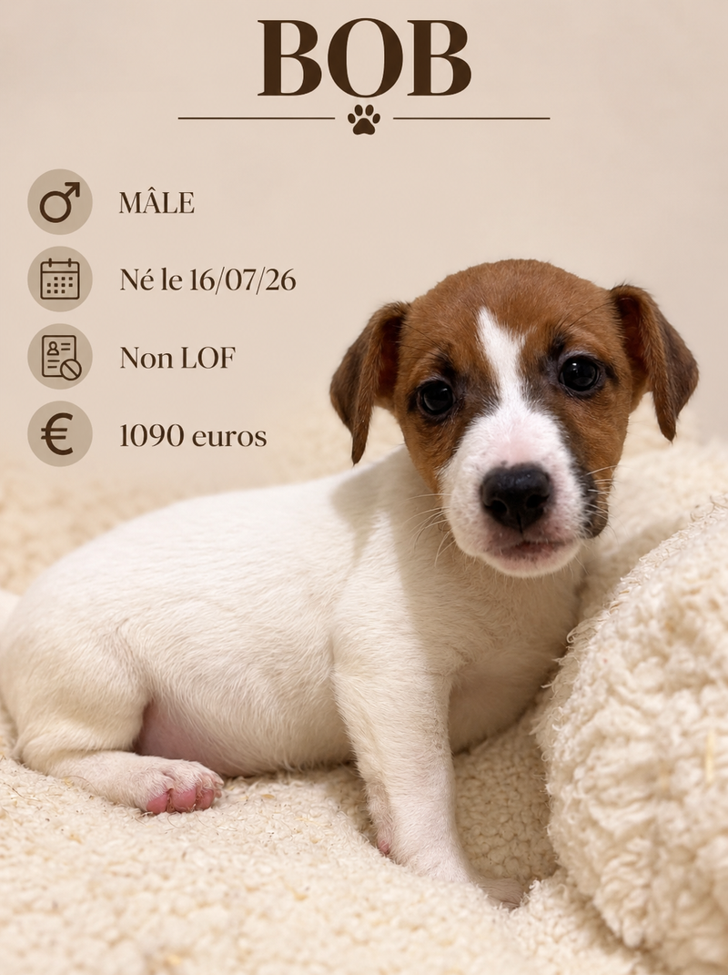 Nos Jack Russel