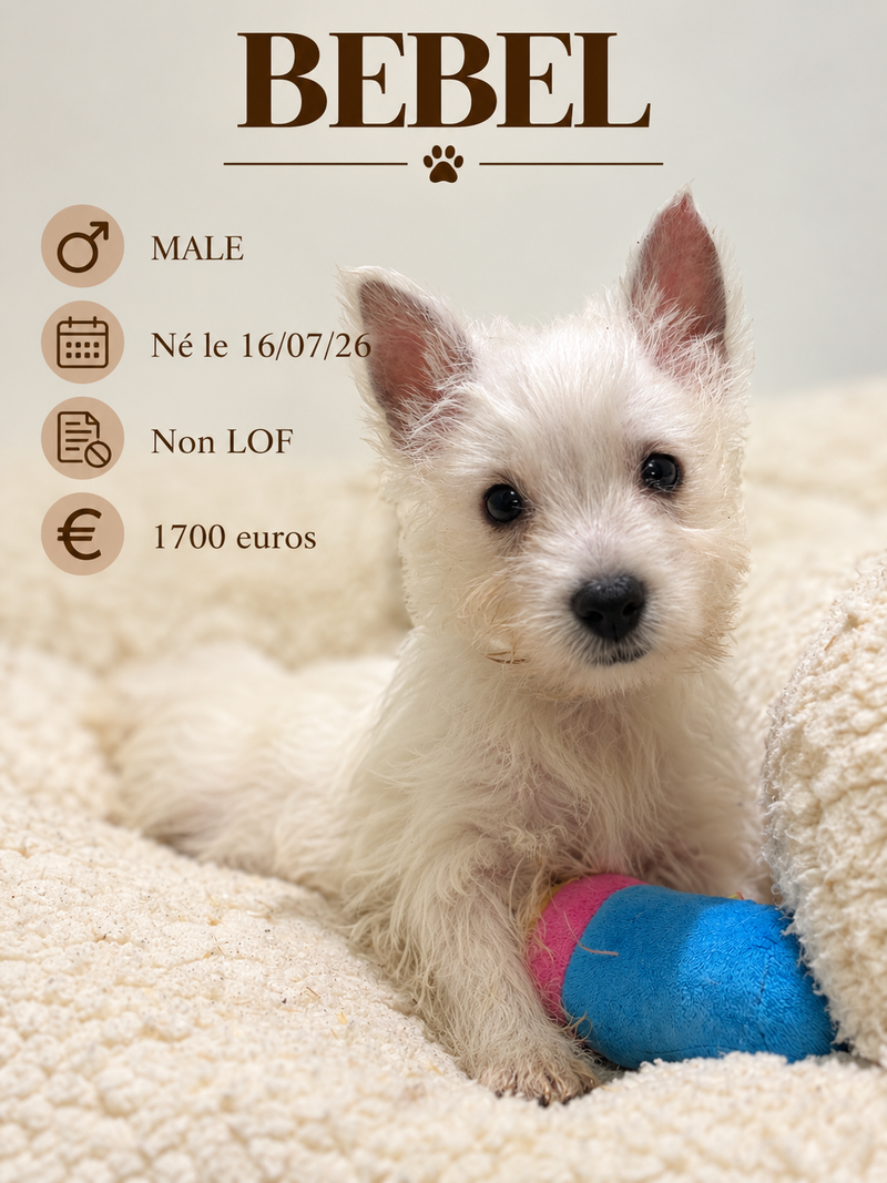 Nos Westie
