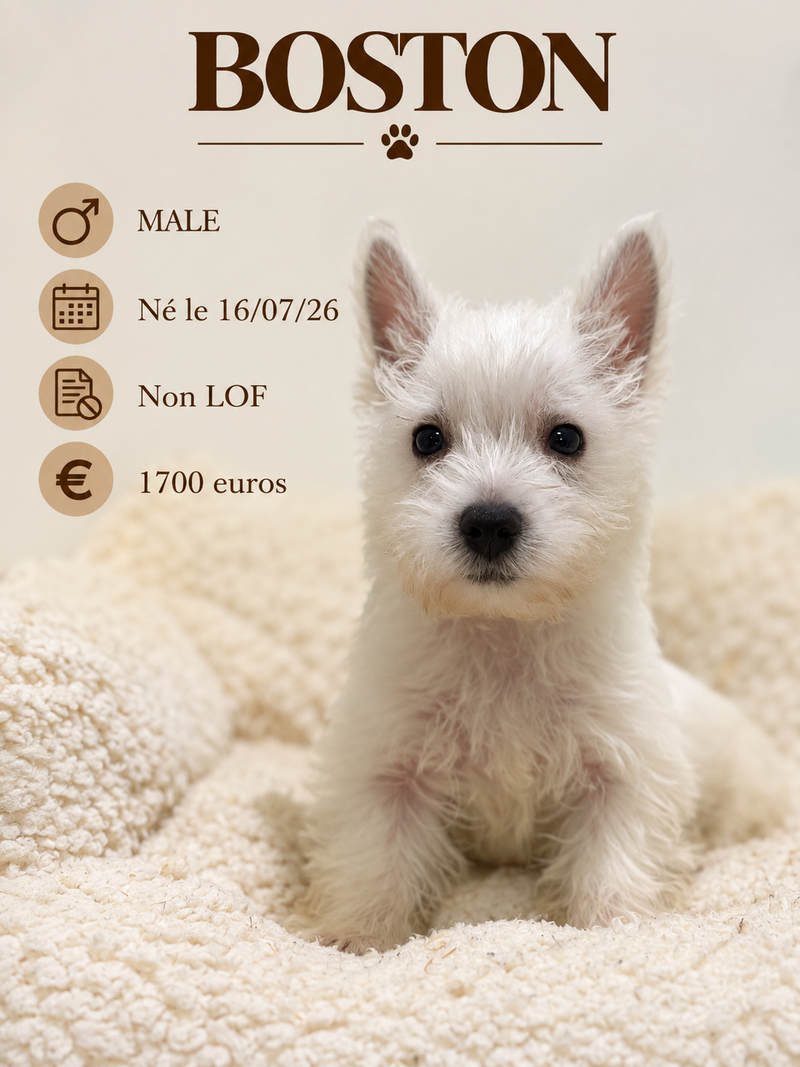 Nos Westie