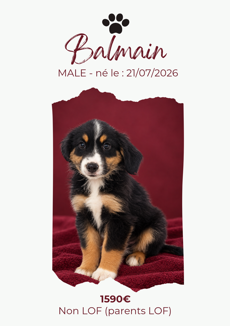 LE BERGER AMERICAIN MINIATURE