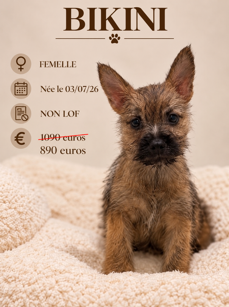 Nos Cairn Terrier